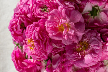 Harvesting rose inflorescences for rose water production, close-up. Damask rose. Rosa damascena.
