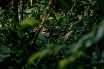 Obraz premium A clouded leopard stealthily moving through the dense foliage of a Southeast Asian jungle, its eyes keen and alert