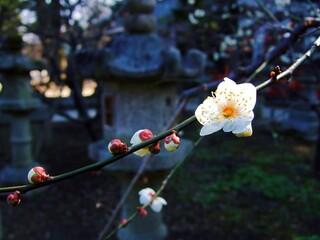 日光に照らされた白梅