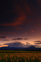 岩手県　夕焼けのひまわり畑