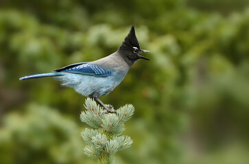Steller's jay, Cyanocitta stelleri, takien in wild in Colorado.