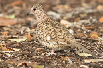Inca Dove, Columbina inca, taken in wild, in Texas.