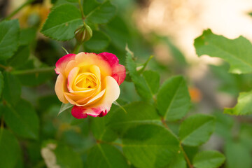 Pink and yellow rose bloom in the summer garden in Minnesota.