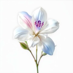 Naklejka premium White Flower with Gentle Pink and Blue Shades