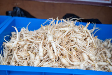 A blue container filled with white roots