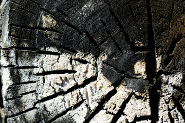 Close-Up View of Textured Cross-Section of Tree Trunk Surface