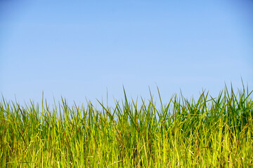 Lush Green Grass Under Bright Blue Sky on a Sunny Day