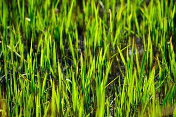 Fototapeta premium Lush Green Rice Field Textured Vegetation Under Bright Sunlight