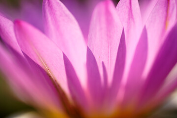 Fototapeta premium Close-Up View of Delicate Pink Lotus Flower in Soft Natural Light