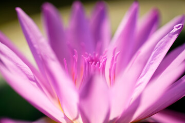 Delicate Pink Lotus Flower Petals in Soft Natural Light Setting