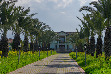 Fototapeta premium Majestic pathway lined with palm trees leading to a serene villa amidst vibrant greenery
