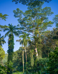 Old Growth Tropical Hardwoods in the Honolulu Rainforest.