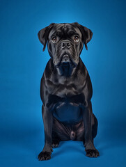 Obraz premium realistic studio photo of a happy dog on a blue background