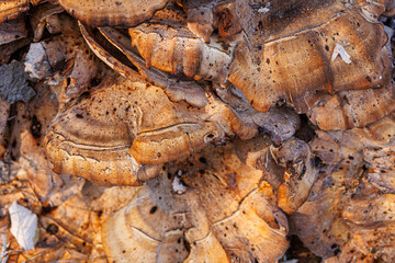 Meripilus giant mushroom close up