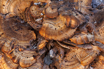 Meripilus giant mushroom close up