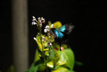 Fototapeta premium Turquoise butterfly Bali