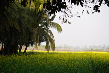 Yellow mustard field and palm trees in the rural areas.