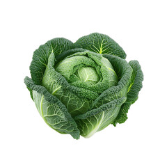 Fototapeta premium Fresh Organic Savoy Cabbage, Vibrant Green Vegetable