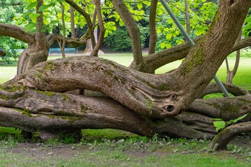 An old tree with large roots and oddly shaped intertwined branches and trunk.