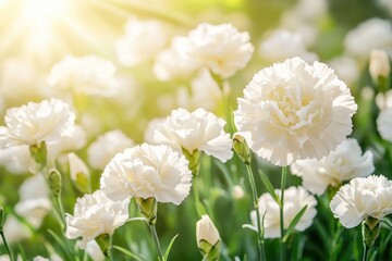 Stunning Close-Up of White Carnations Illuminated by Soft Sunlight in a Beautiful Garden, Creating a Serene and Peaceful Atmosphere Among Nature's Blossoms