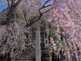 森山神社の満開の枝垂れサクラ