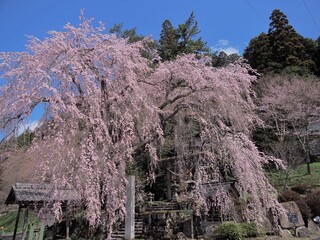 森山神社の満開の枝垂れサクラ
