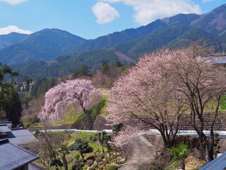 岐阜県下呂市はぎわら桜まつり　岩太郎のしだれ桜