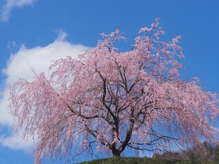 岐阜県下呂市はぎわら桜まつり　岩太郎のしだれ桜