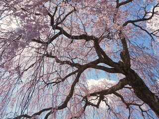 岐阜県下呂市はぎわら桜まつり　岩太郎のしだれ桜