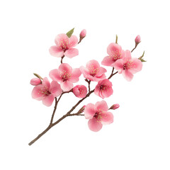 Obraz premium Delicate Pink Cherry Blossom Branch Isolated on Black