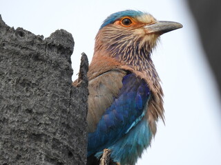 A close-up shot of Indian Roller on the palm tree. Its feathers display a rich palette of colours