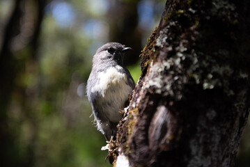 Small bird in the sun in New Zealand