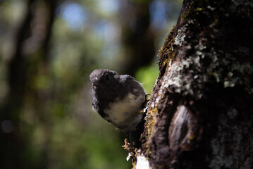 Small bird in the forest of New Zealand