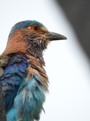A close-up shot of Indian Roller on the palm tree. Its feathers display a rich palette of colours