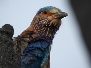 A close-up shot of Indian Roller on the palm tree. Its feathers display a rich palette of colours