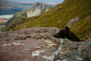 Mount Cook Kea