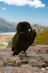 Mount Cook Kea
