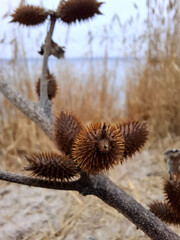 dry thistle in the wind
dry oval thorns on the branches of a plant against the background of thickets of dry reeds and a river