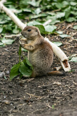 A small brown and tan squirrel is standing on the ground and eating a leaf