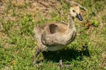 A baby duck is standing in the grass