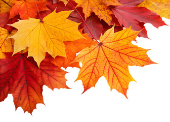 Obraz premium Autumn leaves falling from top to bottom on transparent background. Autumn background for you design 
