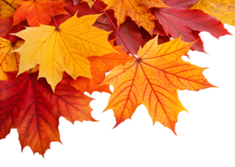 Autumn leaves falling from top to bottom on transparent background. Autumn background for you design 