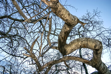 A tree with a long trunk and branches