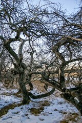 A tree with many branches and a snowy background