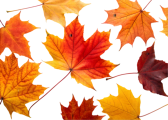 Autumn leaves falling from top to bottom on transparent background. Autumn background for you design 