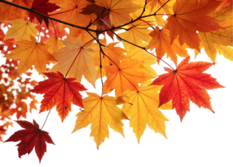 Autumn leaves falling from top to bottom on transparent background. Autumn background for you design 