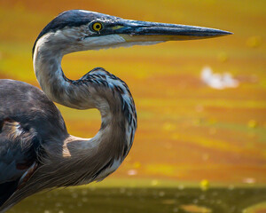 great blue heron