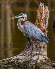 great blue heron
