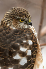 Sharp-shinned hawk (Accipiter striatus); Laramie, Wyoming
