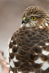 Sharp-shinned hawk (Accipiter striatus); Laramie, Wyoming